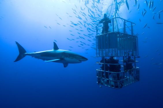 Cage diving with Great White Sharks