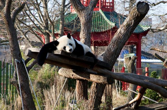 Emmener ses enfants au zoo de Berlin