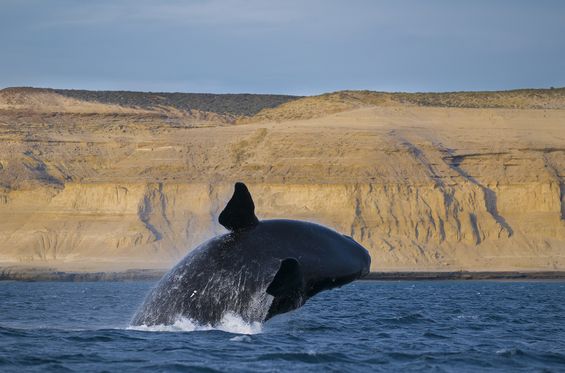 Voir des baleines