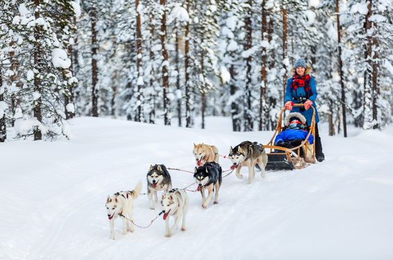 Go dogsledding