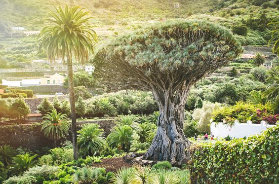 Admiring a century year-old tree in El Drago Park