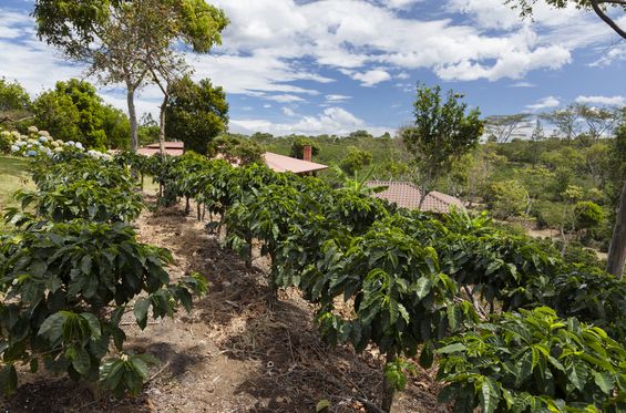 Visit a coffee plantation