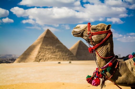 Wander on camelback in the temples