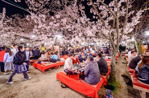 Have a picnic under the blooming cherry trees