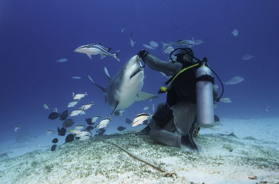 Swimming with whale sharks