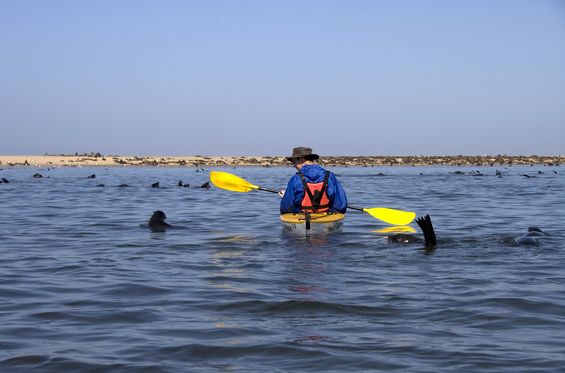Sea kayaking in Walvis Bay