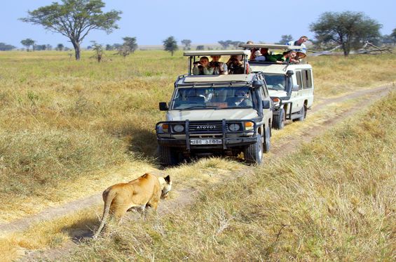 Come face-to-face with wild animals