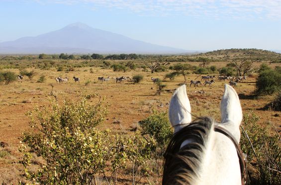 Experience a safari on horseback