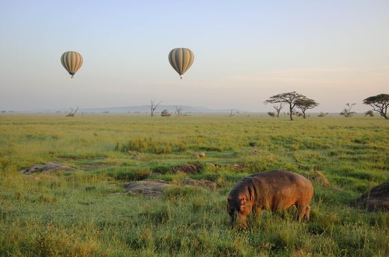 Admire the Serengeti plains from a hot air balloon