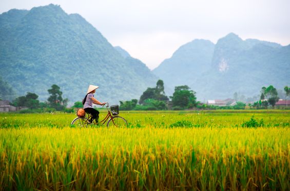 Ride through the rice fields