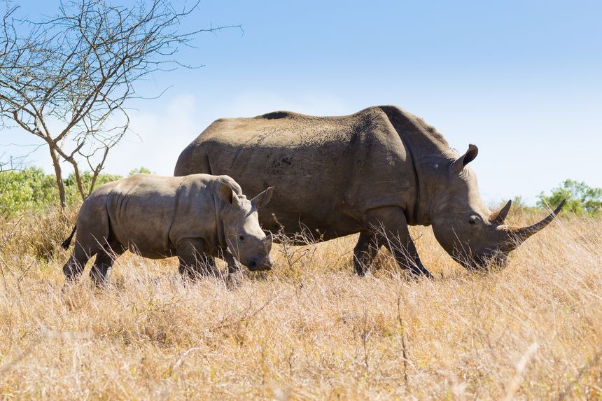 Hluhluwe–iMfolozi Park