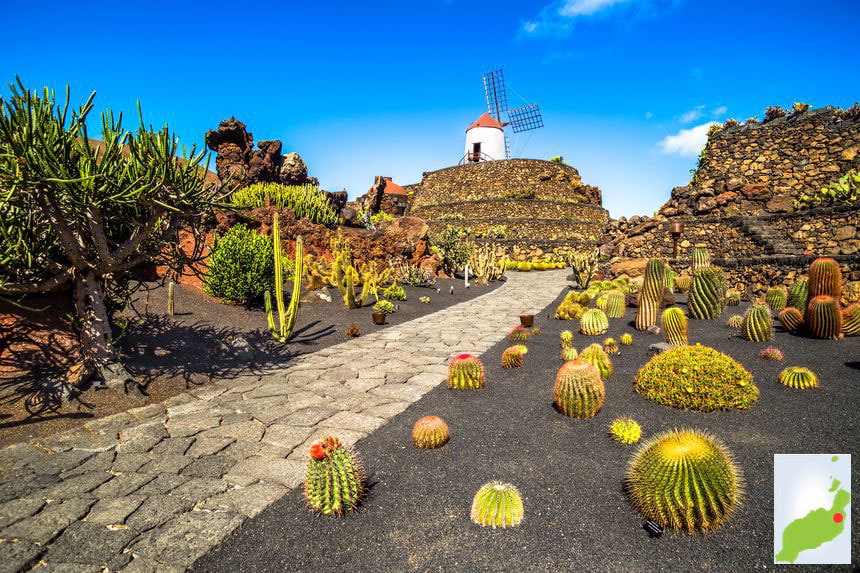 Cactus Garden