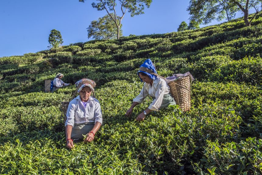 Darjeeling