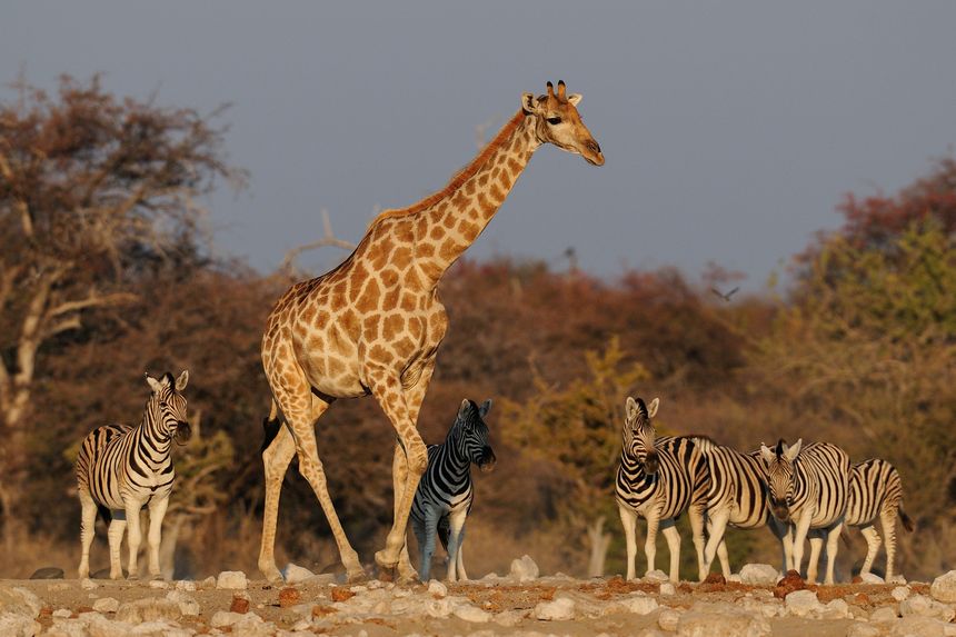 Etosha