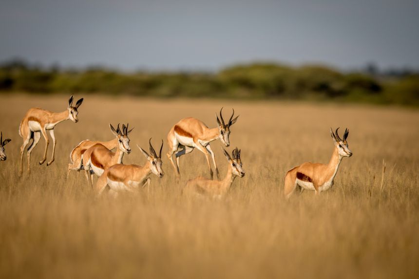 Kalahari