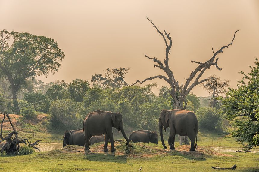 Yala National Park