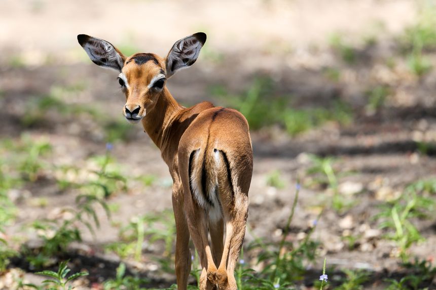 Selous Reserve