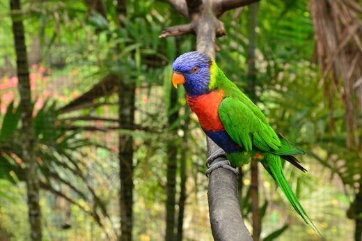 famille Martinique