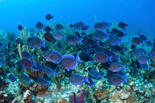 plongee Cayman Islands