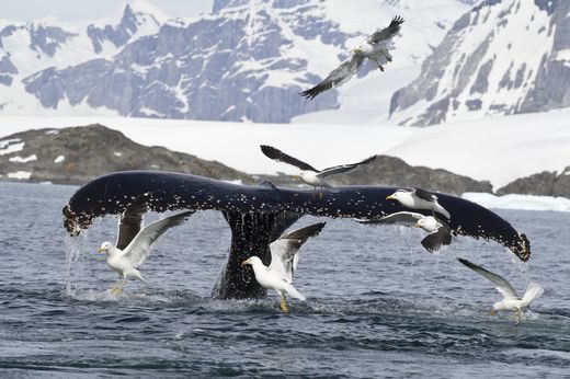 safari Antarctica