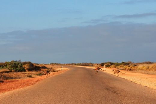 vacation safari Australia