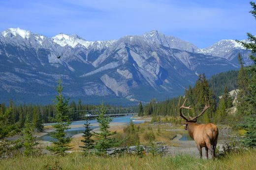 vacation safari Canada