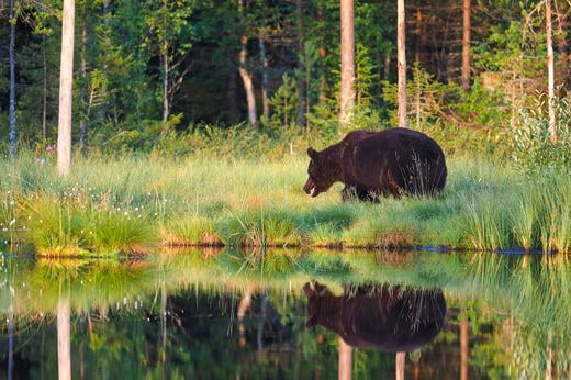 safari Finland