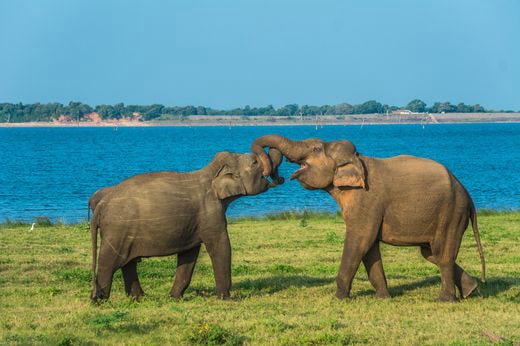 safari Sri Lanka
