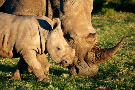 vacation safari Zimbabwe