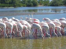 Partir FRANCE : CAMARGUE