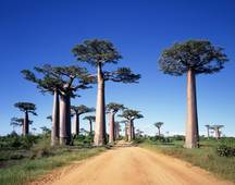 Madagascar