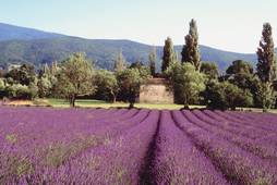 Partir FRANCE : PROVENCE