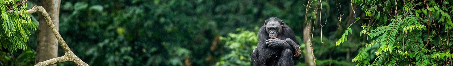 Traveling Congo: our 5 tips
