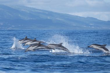 Dauphins des Açores 