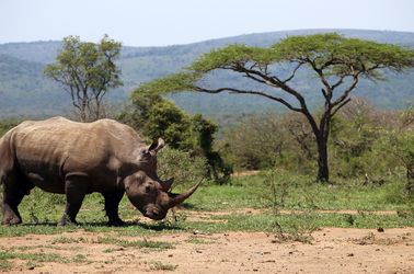 Un rhinocéros blanc dans la Réserve d'Hluhluwe-Umfolozi 
