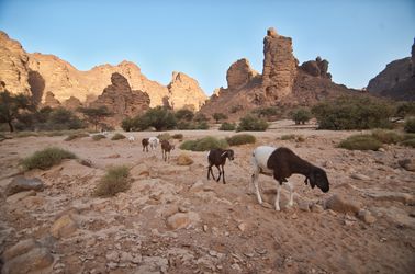 Chèvres dans le Sahara algérien