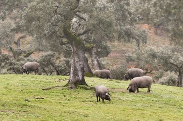Cochons ibériques 