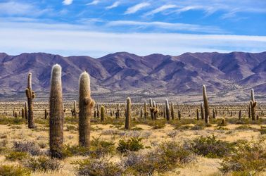 Parc national de Cardones