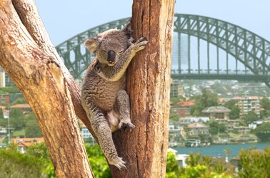 Koala