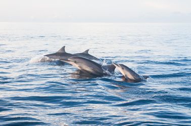 Dauphins à la plage de Lovina
