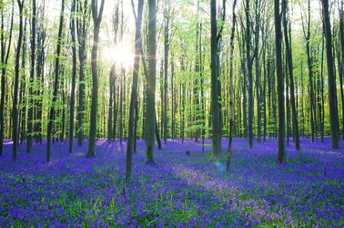 Jacinthes bleues de Hallerbos