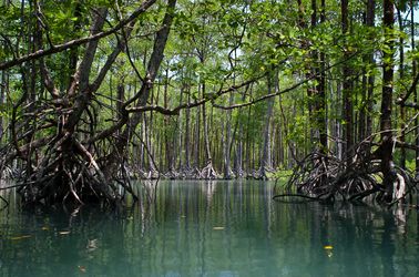 Mangrove