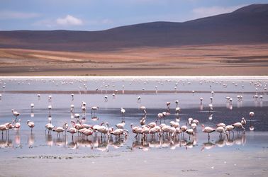 La réserve nationale de faune andine Eduardo Avaroa