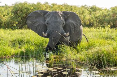 La faune dans le delta de l'Okavango