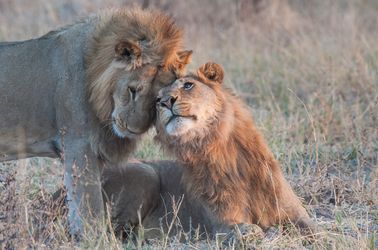 Le parc national de Chobe