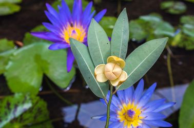 La fleur Romduol, emblème national du Cambodge