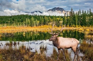 Parc national de Jasper dans les Rocheuses canadiennes