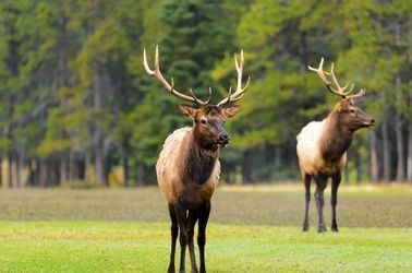 Le wapiti dans le Parc National de Banff