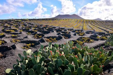 Les incroyables vignobles de Lanzarote