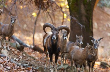 Les mouflons chypriotes